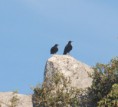 /album/photo-gallery-photogallery/a2-choughs-at-subbeticus-national-park-jpg/